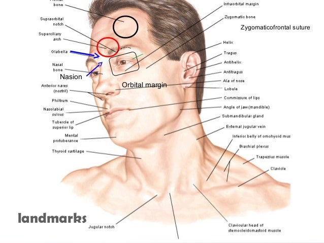 Facial Surface Anatomy 116
