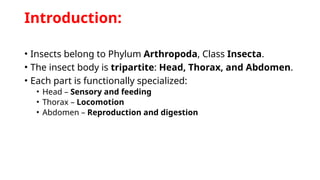 Structure of Head, Thorax and Abdomen in insects | PPTX