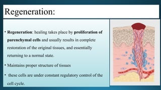 Comprehensive Overview of Wound Healing Processes and Factors | PPTX