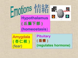 Hypothalamus
( 丘腦下部 )
(homeostasis)
Pituitary
( 垂體 )
(regulates hormone)
Amygdala
( 杏仁核 )
(fear)
 