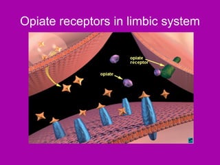 Opiate receptors in limbic system
 