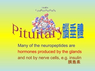 Many of the neuropeptides are
hormones produced by the glands
and not by nerve cells, e.g. insulin
胰島素
 