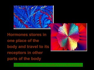 Hormones stores in
one place of the
body and travel to its
receptors in other
parts of the body
http://micro.magnet.fsu.edu/micro/gallery/hormones/hormone.jpg
 