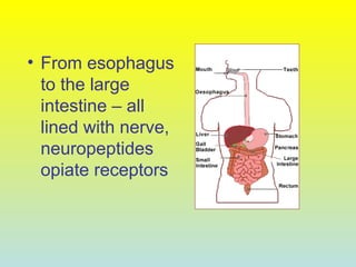 • From esophagus
to the large
intestine – all
lined with nerve,
neuropeptides
opiate receptors
 