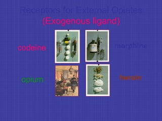Receptors for External Opiates
(Exogenous ligand)
morphine
heroinopium
codeine
 