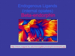 Endogenous Ligands
(internal opiates)
Beta-endorphin
http://micro.magnet.fsu.edu/micro/gallery/endorphin/endorph2.jpg
 