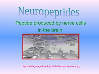 Peptide produced by nerve cells
in the brain
http://pdelagrange.free.fr/povlab/demopic/neurons.jpg
 
