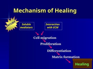 Mechanism of Healing
Mechanism of Healing
Interaction
with ECM
Soluble
mediators
Cell migration
Proliferation
Differentiation
Matrix formation
INYURY
Healing
 