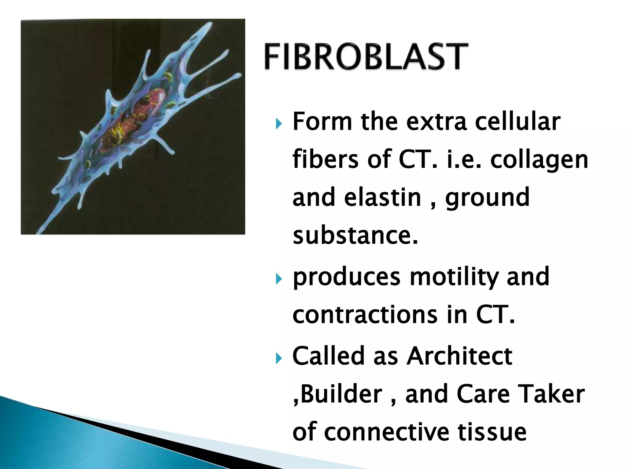 Fracture healing Biology Diagrams