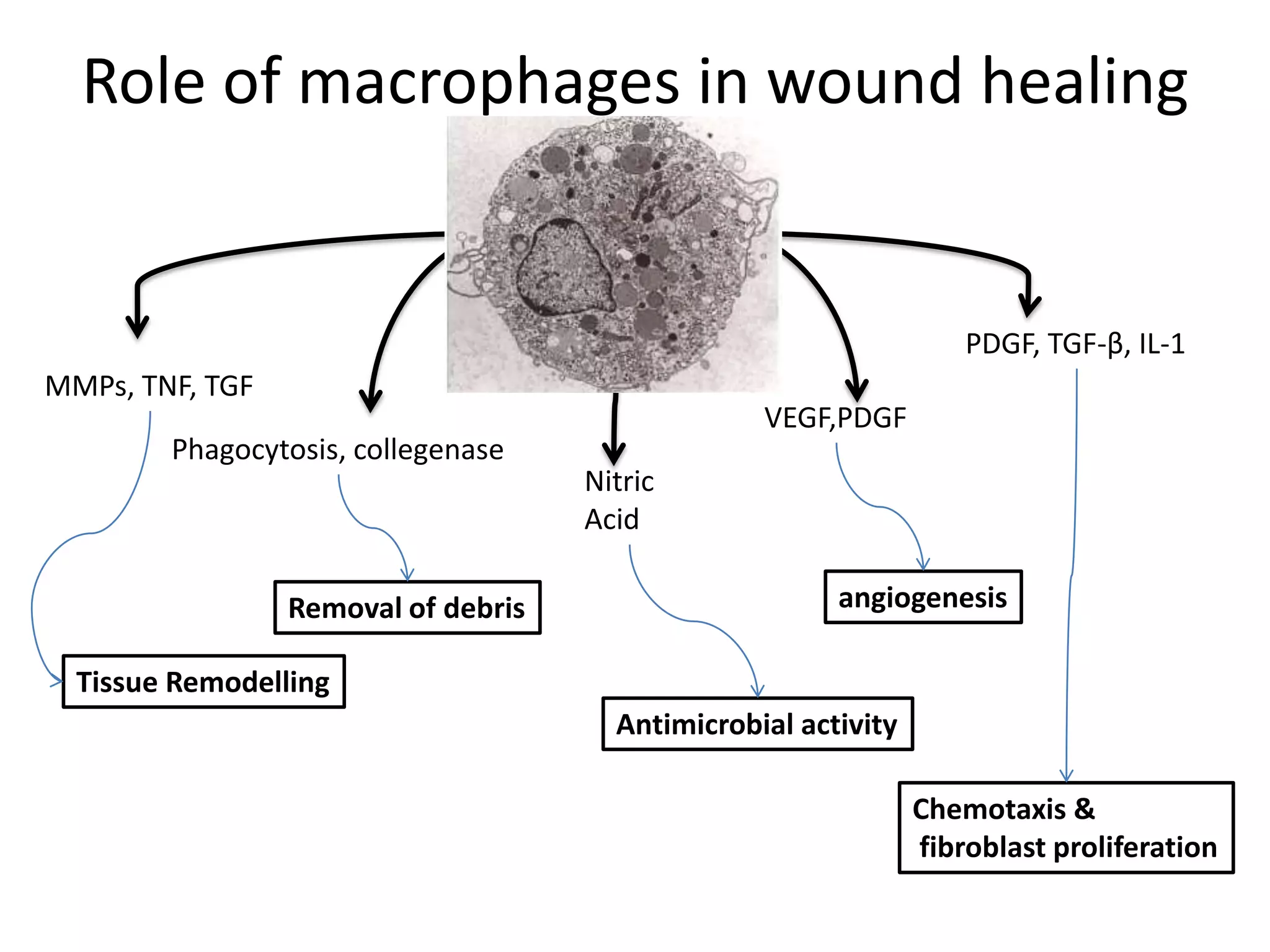 Role of macrophages in wound healing


                                                                    PDGF, TGF-β, IL-1
MMPs, TNF, TGF
                                                  VEGF,PDGF
        Phagocytosis, collegenase
                                     Nitric
                                     Acid

                 Removal of debris                      angiogenesis

  Tissue Remodelling
                                       Antimicrobial activity

                                                                Chemotaxis &
                                                                fibroblast proliferation
 