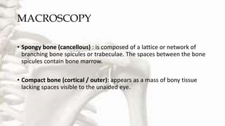 • Spongy bone (cancellous) : is composed of a lattice or network of
branching bone spicules or trabeculae. The spaces between the bone
spicules contain bone marrow.
• Compact bone (cortical / outer): appears as a mass of bony tissue
lacking spaces visible to the unaided eye.
MACROSCOPY
 