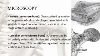 MICROSCOPY
• Woven (Immature bone): Characterized by random
arrangement of cells and collagen ,associated with
periods of rapid bone formation, such as in initial
stage of fracture healing.
• Lamellar bone (Mature bone) : Characterized by
an orderly cellular distribution and properly oriented
collagen fibers . This constitutes organized bone both
cortical and cancellous.
 