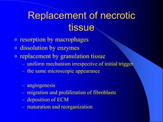 Replacement of necrotic
tissue
 resorption by macrophages
 dissolution by enzymes
 replacement by granulation tissue
– uniform mechanism irrespective of initial trigger
– the same microscopic appearance
– angiogenesis
– migration and proliferation of fibroblasts
– deposition of ECM
– maturation and reorganization
 