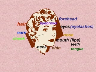 forehead
  hair    eyebrows
                     eyes (eyelashes)
  ears
                   nose
cheek            mouth (lips)
                          teeth
         neck   chin      tongue
 