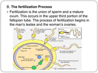 B. The fertilization Process
 Fertilization is the union of sperm and a mature
ovum. This occurs in the upper third portion of the
fallopian tube. The process of fertilization begins in
the man‟s testes and the woman‟s ovaries.
 