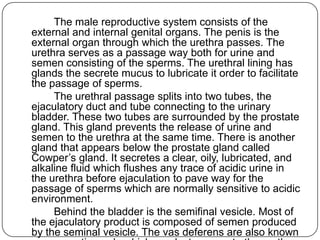The male reproductive system consists of the
external and internal genital organs. The penis is the
external organ through which the urethra passes. The
urethra serves as a passage way both for urine and
semen consisting of the sperms. The urethral lining has
glands the secrete mucus to lubricate it order to facilitate
the passage of sperms.
The urethral passage splits into two tubes, the
ejaculatory duct and tube connecting to the urinary
bladder. These two tubes are surrounded by the prostate
gland. This gland prevents the release of urine and
semen to the urethra at the same time. There is another
gland that appears below the prostate gland called
Cowper‟s gland. It secretes a clear, oily, lubricated, and
alkaline fluid which flushes any trace of acidic urine in
the urethra before ejaculation to pave way for the
passage of sperms which are normally sensitive to acidic
environment.
Behind the bladder is the semifinal vesicle. Most of
the ejaculatory product is composed of semen produced
by the seminal vesicle. The vas deferens are also known
 