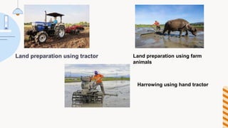 Land preparation using tractor Land preparation using farm
animals
Harrowing using hand tractor
 