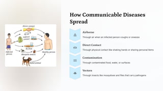 How Communicable Diseases
Spread
Airborne
Through air when an infected person coughs or sneezes
Direct Contact
Through physical contact like shaking hands or sharing personal items
Contamination
Through contaminated food, water, or surfaces
Vectors
Through insects like mosquitoes and flies that carry pathogens
 