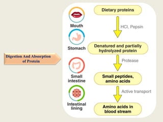 Protein Absorb NUTRITION & HEALTH | PPTX