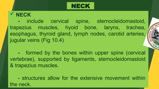Comprehensive Health Assessment of the Neck: Anatomy, Symptoms, and ...