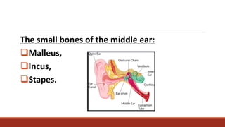 Assessing The Inner Ear