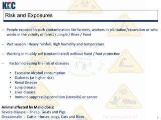 7
Risk and Exposures
 People exposed to such contamination like farmers, workers in plantation/excavation or who
works in the vicinity of forest / Jungle / River / Pond
 Wet season : Heavy rainfall, High humidity and temperature
 Working in muddy soil (contaminated) without hand / foot protection
 Factor increasing the risk of diseases
• Excessive Alcohol consumption
• Diabetes (at higher risk)
• Renal Disease
• Lung disease
• Liver disease
• Immune suppressing condition (steroids) or cancer
Animal affected by Melioidosis:
Severe disease – Sheep, Goats and Pigs
Occasionally - Cattle, Horses, dogs, Cats and Birds
 