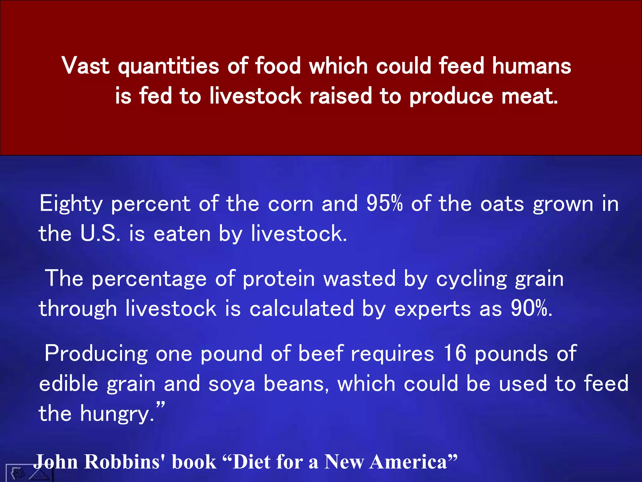 Eighty percent of the corn and 95% of the oats grown in
the U.S. is eaten by livestock.
The percentage of protein wasted by cycling grain
through livestock is calculated by experts as 90%.
Producing one pound of beef requires 16 pounds of
edible grain and soya beans, which could be used to feed
the hungry.”
Vast quantities of food which could feed humans
is fed to livestock raised to produce meat.
John Robbins' book “Diet for a New America”
 