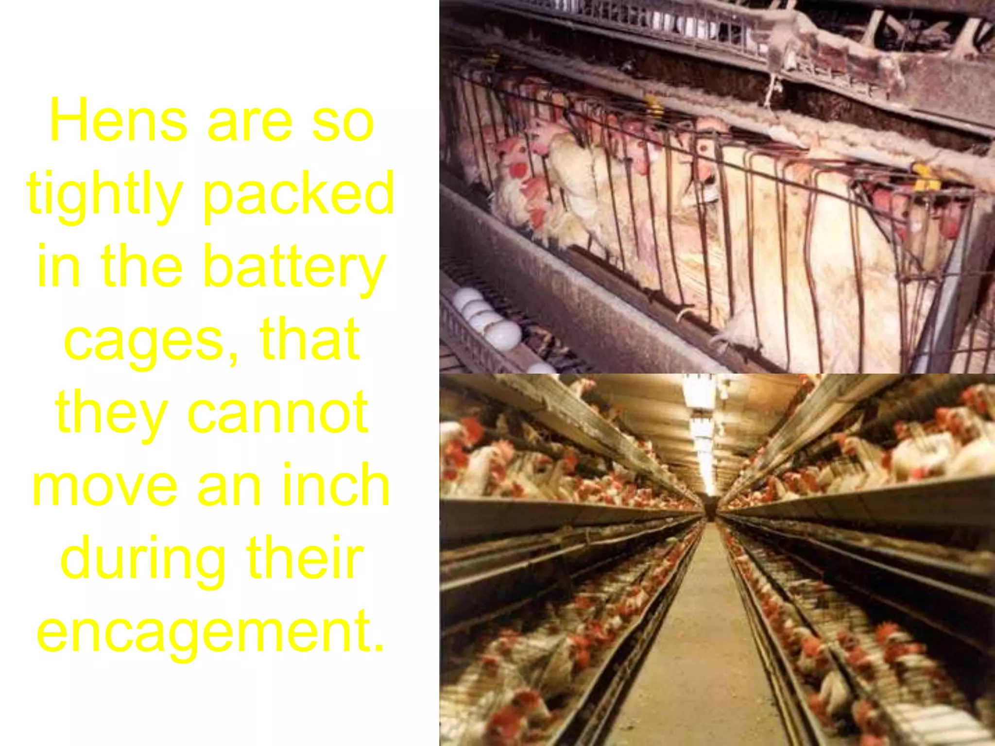 Hens are so
tightly packed
in the battery
cages, that
they cannot
move an inch
during their
encagement.
 