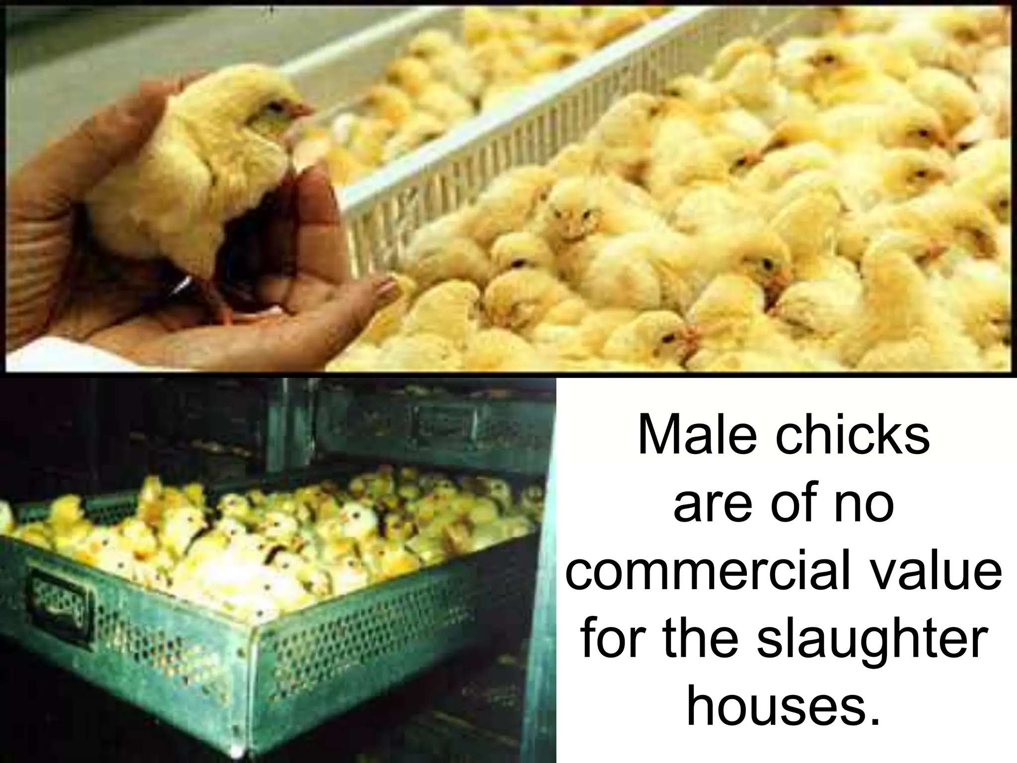 Male chicks
are of no
commercial value
for the slaughter
houses.
 