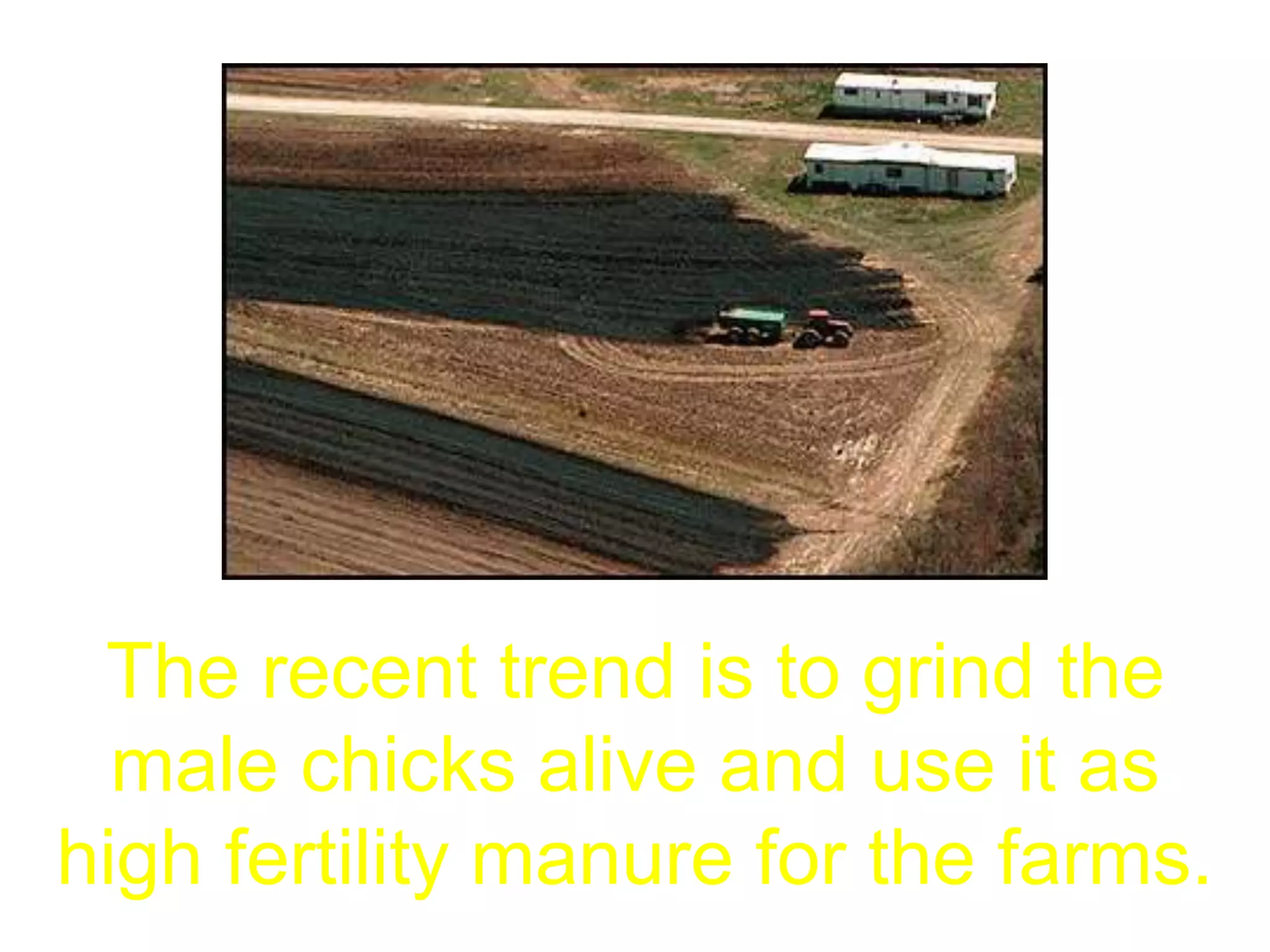 The recent trend is to grind the
male chicks alive and use it as
high fertility manure for the farms.
 