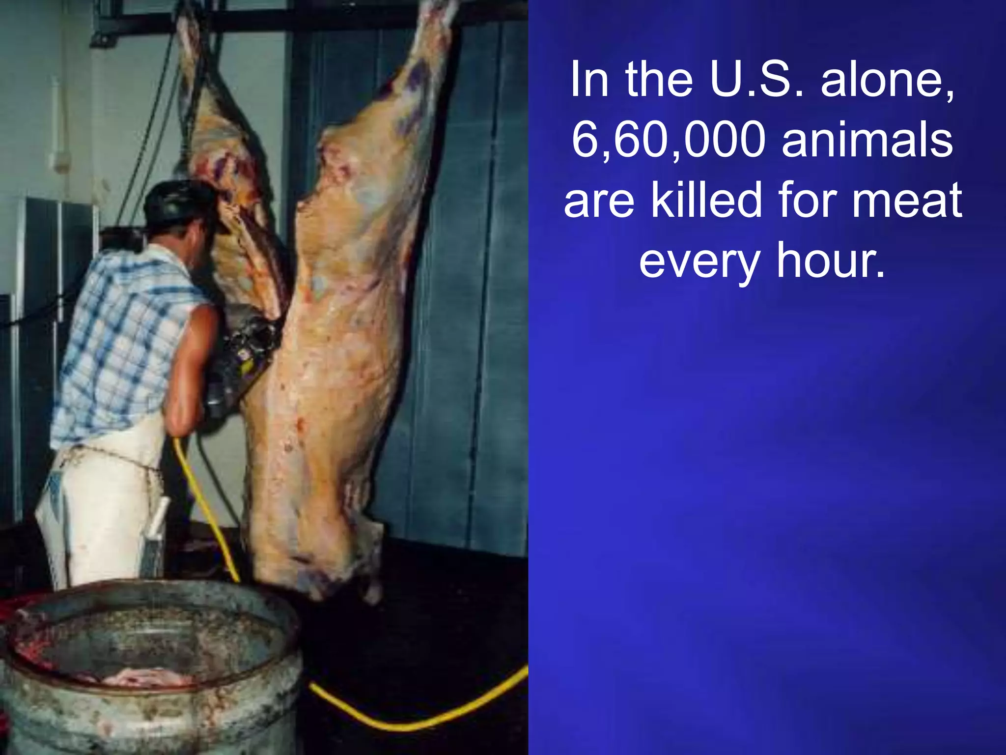 In the U.S. alone,
6,60,000 animals
are killed for meat
every hour.
 
