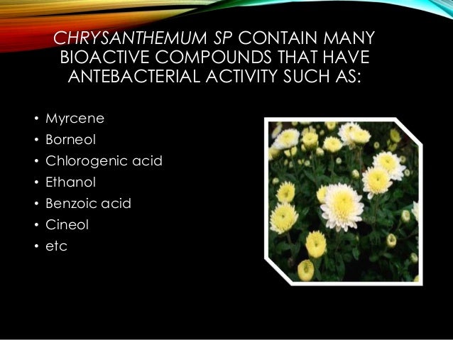 Chrysanthemum Flower Health Benefits Best Flower Wallpaper
