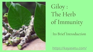Giloy :
The Herb
of Immunity
Its Brief Introduction
https://kayasetu.com/
 