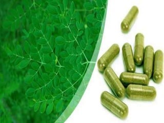Health Benefits of Moringa