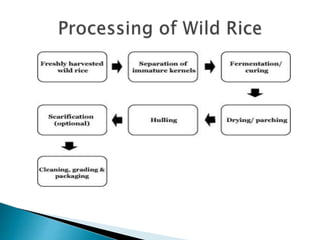 Wild Rice Fact Sheet Health benefits of wild rice | PPTX