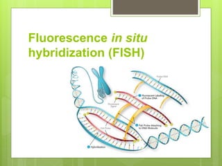 Fluorescence in situ
hybridization (FISH):
 FISH is applied to provide specific localization of genes on
chromosomes.
 R...