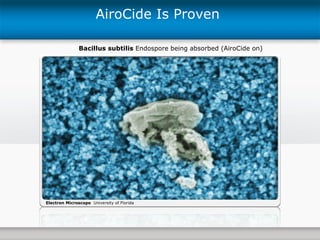 AiroCide Is Proven  Bacillus subtilis  Endospore   being absorbed (AiroCide on) Electron Microscope   University of Florida 