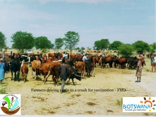 Delivery of animal health services: Opportunities and challenges in extensive systems in Botswana