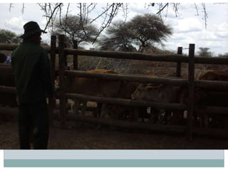 Delivery of animal health services: Opportunities and challenges in extensive systems in Botswana