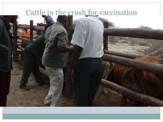 Delivery of animal health services: Opportunities and challenges in extensive systems in Botswana