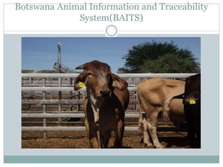 Delivery of animal health services: Opportunities and challenges in extensive systems in Botswana
