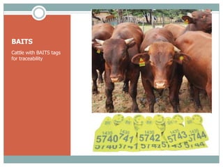 Delivery of animal health services: Opportunities and challenges in extensive systems in Botswana