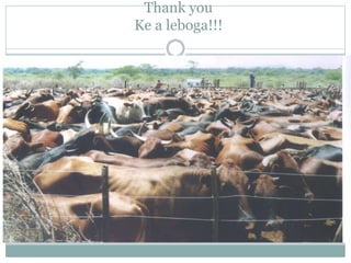 Delivery of animal health services: Opportunities and challenges in extensive systems in Botswana