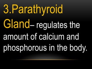 3.Parathyroid
Gland– regulates the
amount of calcium and
phosphorous in the body.
 