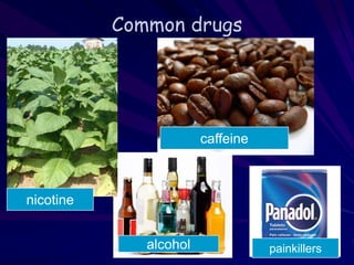 Common drugs
nicotine
caffeine
alcohol painkillers
 
