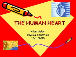 THE HUMAN HEART Adam Seipel Physical Education 12/11/2010 