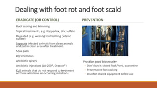 Dealing with foot rot and foot scald
ERADICATE (OR CONTROL)
Hoof scoring and trimming
Topical treatments, e.g. Koppertox, zinc sulfate
Repeated (e.g. weekly) foot bathing (w/zinc
sulfate)
Separate infected animals from clean animals
and put in clean area after treatment.
Soak pads
Dry chemicals
Antibiotic sprays
Antibiotic injections (LA-200®, Draxxin®)
Cull animals that do not respond to treatment
or those who have re-occurring infections.
PREVENTION
Practice good biosecurity
◦ Don’t buy it: closed flock/herd, quarantine
◦ Preventative foot soaking
◦ Disinfect shared equipment before use
 