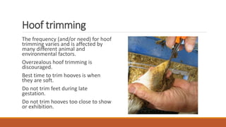 Hoof trimming
The frequency (and/or need) for hoof
trimming varies and is affected by
many different animal and
environmental factors.
Overzealous hoof trimming is
discouraged.
Best time to trim hooves is when
they are soft.
Do not trim feet during late
gestation.
Do not trim hooves too close to show
or exhibition.
 