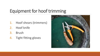 Equipment for hoof trimming
1. Hoof shears (trimmers)
2. Hoof knife
3. Brush
4. Tight fitting gloves
 