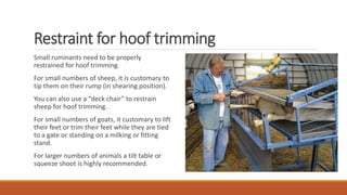 Restraint for hoof trimming
Small ruminants need to be properly
restrained for hoof trimming.
For small numbers of sheep, it is customary to
tip them on their rump (in shearing position).
You can also use a “deck chair” to restrain
sheep for hoof trimming.
For small numbers of goats, it customary to lift
their feet or trim their feet while they are tied
to a gate or standing on a milking or fitting
stand.
For larger numbers of animals a tilt table or
squeeze shoot is highly recommended.
 